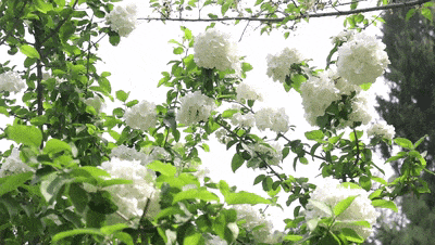 7c4bb2370580f4b9c648dd2ed6b8b194_640_wx_fmt=gif&from=appmsg&tp=webp&wxfrom=5&wx_lazy=1#imgIndex=5.gif