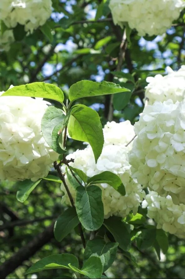 ͼƬ
