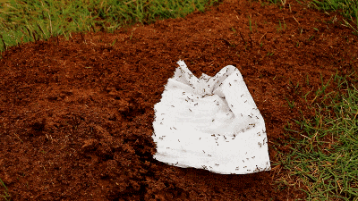 0e5b947ff9e1dbe158fad286ab1d12a8_640_wx_fmt=gif&tp=webp&wxfrom=5&wx_lazy=1#imgIndex=4.gif